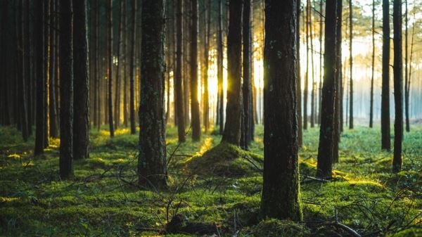 В ЯНАО рассказали о планах по восстановлению лесов в 2022 году