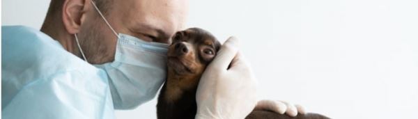 Животных разрешат лечить человеческими лекарствами